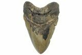 Giant, Fossil Megalodon Tooth - North Carolina #298784-1